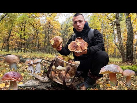 Видео: ГРИБНИЙ ШОК! 🤯 Такого Урожаю і Краси в Лісі я ще не бачив! 🍄‍🟫🌲