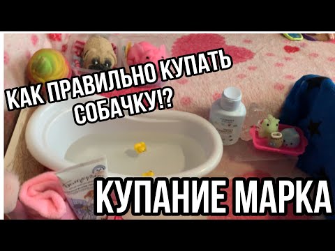 Видео: КАК правильно КУПАТЬ сквиши СОБАЧКУ