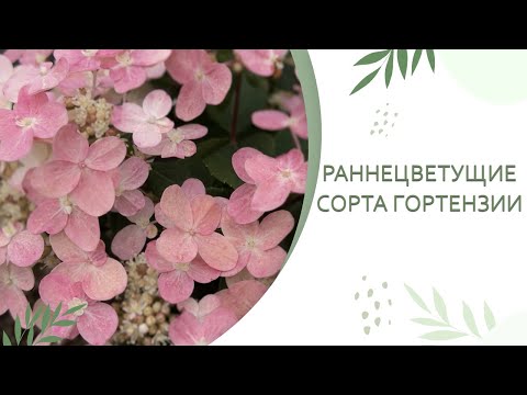 Видео: РАННЕЦВЕТУЩИЕ СОРТА ГОРТЕНЗИИ ДЛЯ ВАШЕГО САДА