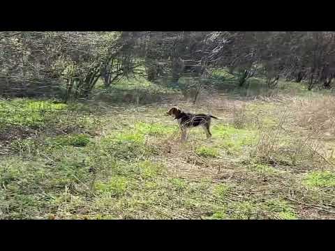 Видео: Голоса гончих !