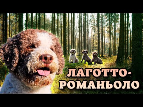 Видео: Лаготто-романьоло. Охота за трюфелями в итальянских лесах