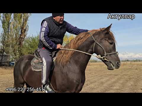 Видео: Бүгүн улагы тамай Ат сатуга чыкты 7 ноября 2025 #horse #атбазар #жылкыбазар #продажалошадей #rek 