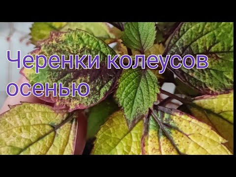 Видео: III часть. Сорта колеусов, которые будут зимовать, сезон 2025/2026.