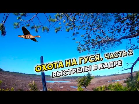 Видео: Охота на гуся  Весна 2023  Болота Архангельска часть 2