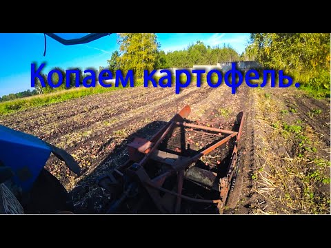 Видео: Как мы копаем картофель. Уборка картофеля трактором мтз-892.2. и картофелекопалкой КТН-2в.