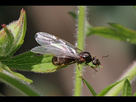Видео: Ловим хариуса на  муравья