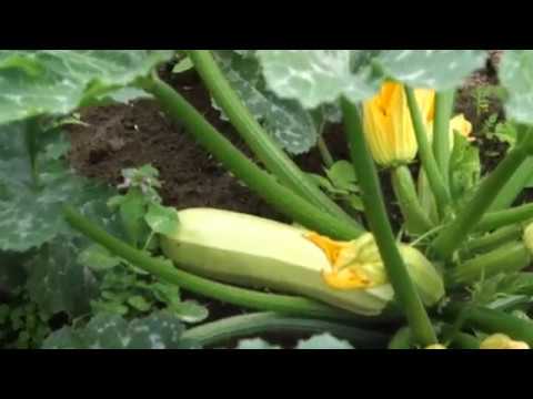 Видео: ПРОГУЛЯЛИ 2 НЕДЕЛИ   КАК НАШ ОГОРОД