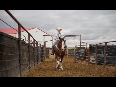 Видео: Джо уходит из скотоводческого бизнеса!