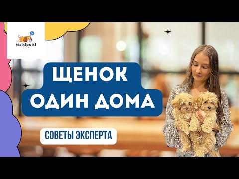 Видео: Собака страдает? Плюсы и минусы.