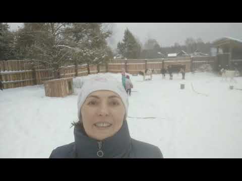 Видео: Будка для алабая