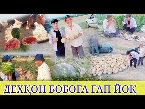 Видео: ДЕХҚОНЧИЛИКДИ ХАММАСИНИ БОБО БИЛАН ВИДЕОГА ОЛДИК
