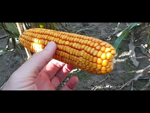 Видео: Кукурудза СИ Феномен (ФАО 220) та гербіцид Елюміс. Частина 2.