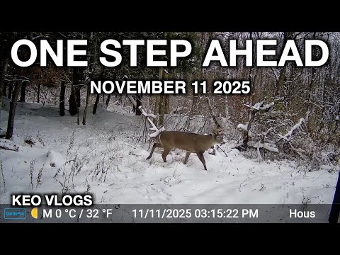 Видео: Он всегда на шаг впереди