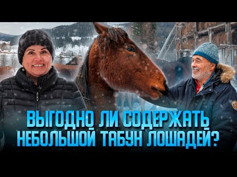 Видео: Выгодно ли содержать небольшой табун лошадей?