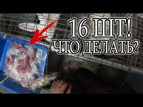 Видео: 25 МИНУТ РАБОТЫ В КРОЛЬЧАТНИКЕ УТРОМ