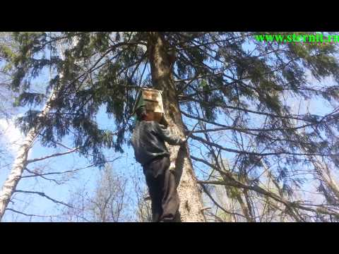 Видео: Ловля бродячих пчел. Где вешать и как собрать ловушки. Делимся 30 летним опытом