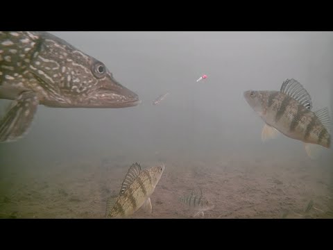 Видео: Ранний ледовый рейд с Marcum Pursuit HD L