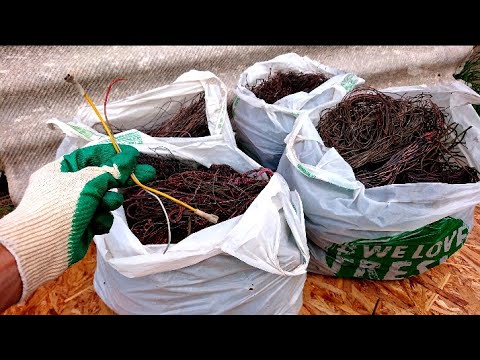 Видео: Собрал мусор и заработал. Куча меди с проводов