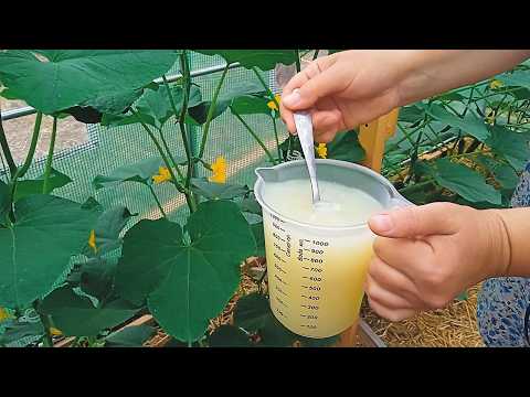 Видео: ГОТОВЬТЕСЬ К УРОЖАЙНОЙ БУРЕ ПОСЛЕ ЭТОЙ ПОДКОРМКИ ДЛЯ ОГУРЦОВ! БЕЗ ХИМИИ!
