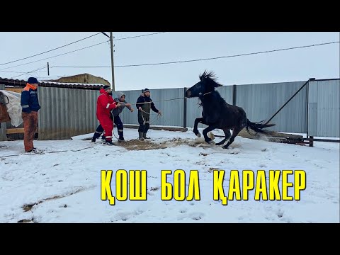 Видео: Бордақыда тұрған жылқы сойылды | Қаракер қош бол