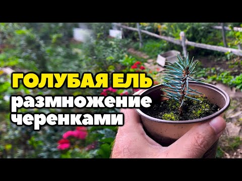 Видео: Размножается ли голубая ель черенками