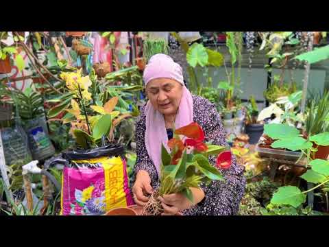 Видео: Уход и размножение антюриума. Все тайны мужского счастья !