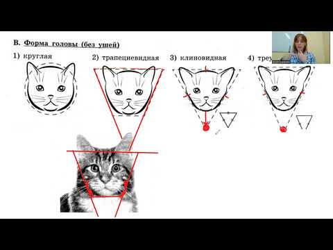 Видео: Задание №13 ОГЭ по Биологии