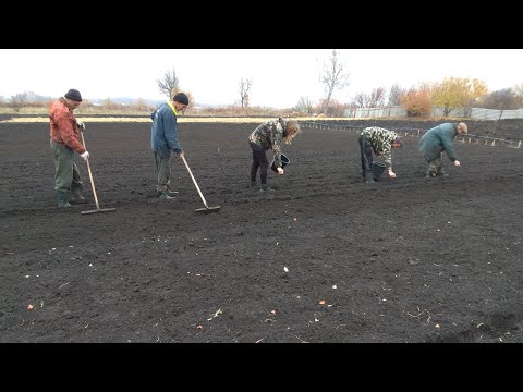 Видео: КАК ВЫРАСТИТЬ КИЗИЛЬНИК БЛЕСТЯЩИЙ.КАК РАЗМНОЖИТЬ КИЗИЛЬНИК.КАК ВЫРАСТИТЬ КИЗИЛЬНИК ИЗ СЕМЯН.ЧАСТЬ 1.