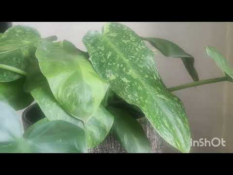 Видео: Приглашаю на обзор моих комнатных растений!