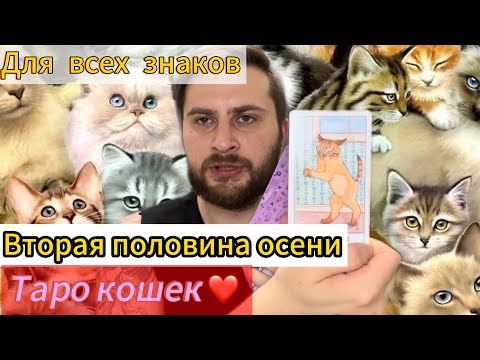 Видео: Гороскоп для всех знаков зодиака - Вторая половина осени. Таро кошек.