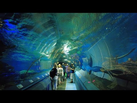 Видео: Океанариум (+танцы с акулами и скатом) - Санкт-Петербург