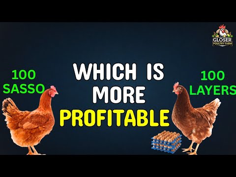 Видео: 100 Layers против 100 Sasso: что выгоднее?