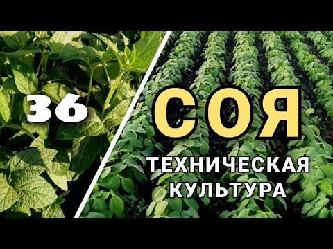 Видео: СОЯ! Что нужно знать о сое. Нюансы возделывания технической сои.
