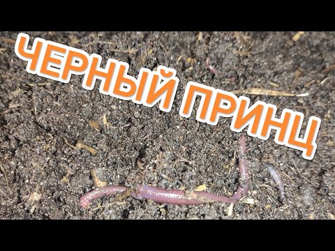 Видео: НУ ВОТ ЧЕРВЬ ЧЁРНЫЙ ПРИНЦ ПОДРОС //СУПЕР СЕЛЕКЦИЯ//