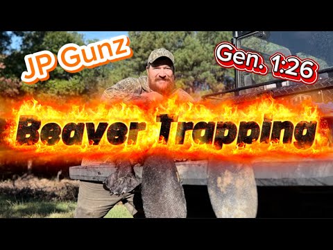 Видео: Бобр поймал в ловушку несколько надоедливых бобров.