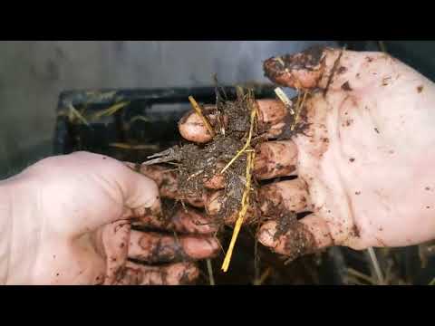 Видео: Состояние червей в ящиках после переселения на солому. 10 января 2025г.
