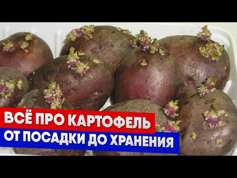 Видео: Всё про картофель - от посадки до хранения