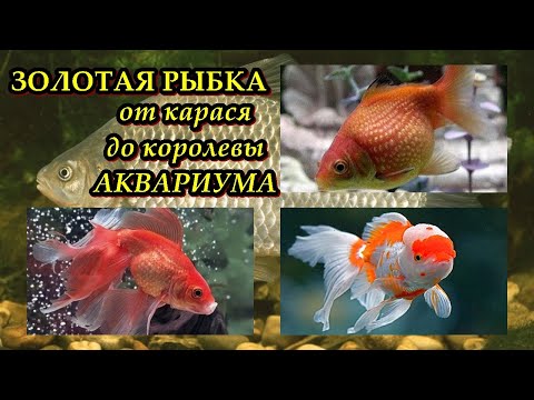 Видео: ЗОЛОТАЯ РЫБКА - От карася до королевы аквариума