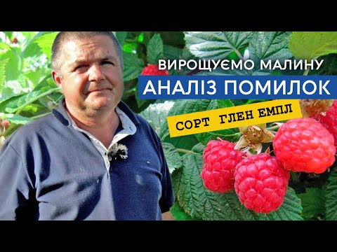Видео: Заробляй на малині. Аналіз помилок цього сезону, ціни. Особливості догляду сорту малини  Глен Емпл