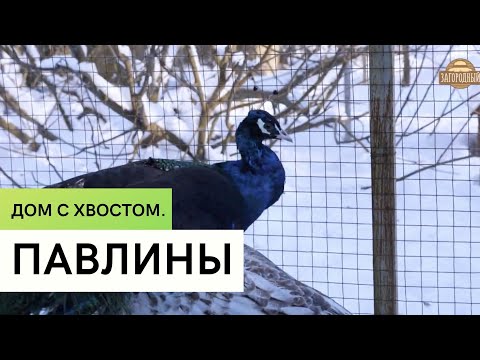 Видео: Павлины \  Разведение павлинов \ Дом с хвостом