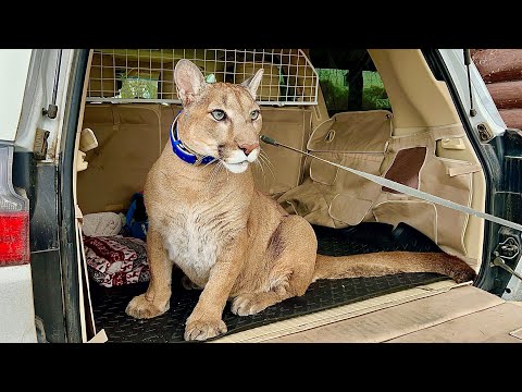 Видео: Новое красивое путешествие пумы Месси! Здесь он ещё ни разу не был! 