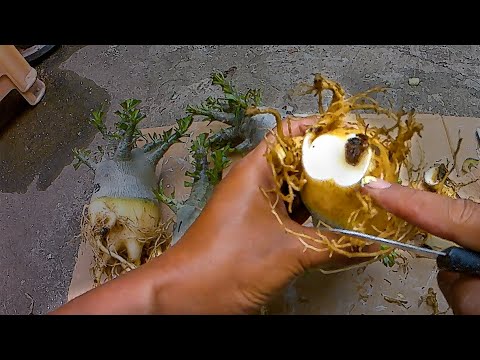 Видео: Как побороть гнилые стебли/корни адениума. Бонсай из розы пустыни