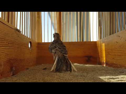 Видео: Қушларим.Мои птицы.My birds.