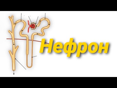 Видео: Нефрон