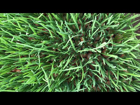 Видео: 7/20Лук на перо . Эксперимент с БИО добавками от компании Asfert.