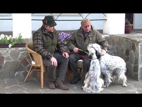 Видео: Охотничьи собаки. Сезон 2. Английские сеттеры