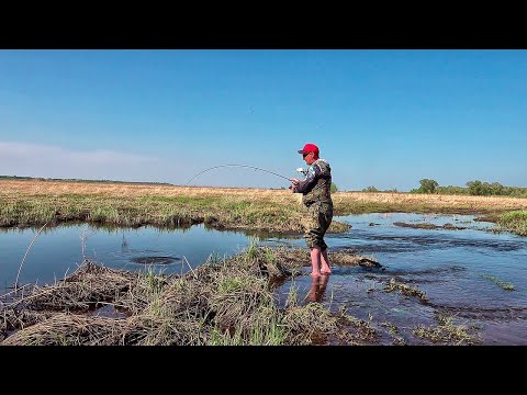 Видео: ЛУГОВОЙ РУЧЕЙ УДИВИЛ! НАРВАЛСЯ НА КРУПНЯК В ЛУЖЕ! Это моя рыбалка