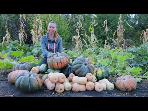 Видео: Самые вкусные и сладкие сорта тыквы и кабачок - спагетти. Собираем урожай.