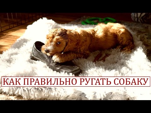 Видео: Как правильно ругать собаку.  Дрессировка собаки.
