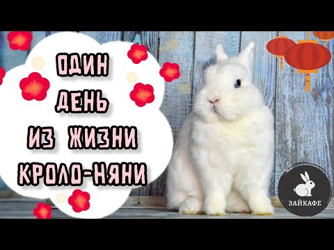 Видео: ОДИН ДЕНЬ ИЗ ЖИЗНИ КРОЛО-НЯНИ В АНТИКАФЕ С КРОЛИКАМИ | ВЛОГ ИЗ ЗАЙКАФЕ | КАК РАБОТАЮТ ЭКСКУРСОВОДЫ